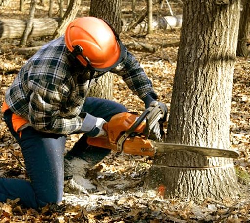 Tree Removal in Websterville, VT